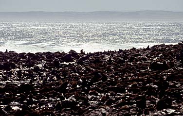 Cape Cross, Namibia, Jacek Piwowarczyk, 1994