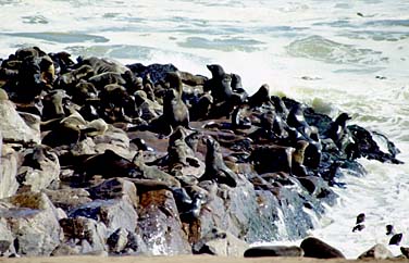 Cape Cross, Namibia, Jacek Piwowarczyk, 1994