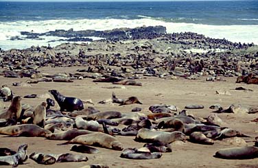 Cape Cross, Namibia, Jacek Piwowarczyk, 1994