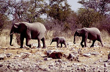 Etosha National Park, Namibia, Jacek Piwowarczyk, 1994