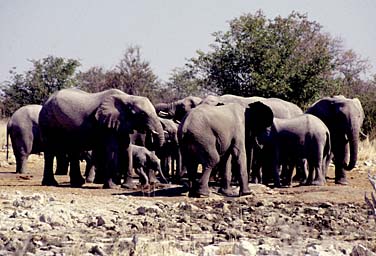 Etosha National Park, Namibia, Jacek Piwowarczyk, 1994