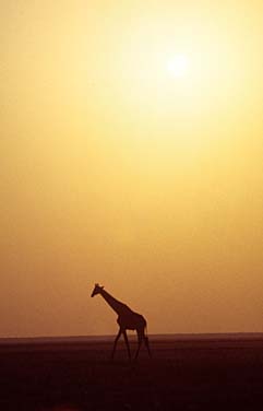 Etosha National Park, Namibia, Jacek Piwowarczyk, 1994