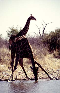 Etosha National Park, Namibia, Jacek Piwowarczyk, 1994