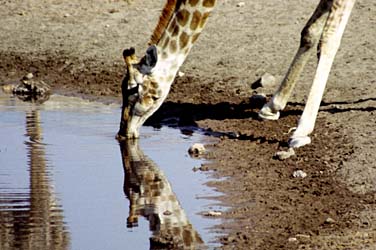 Etosha National Park, Namibia, Jacek Piwowarczyk, 1994