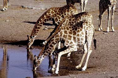 Etosha National Park, Namibia, Jacek Piwowarczyk, 1994