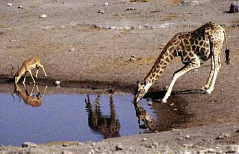 Etosha National Park, Namibia, Jacek Piwowarczyk, 1994