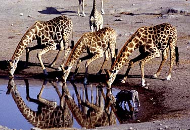 Etosha National Park, Namibia, Jacek Piwowarczyk, 1994