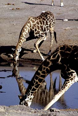 Etosha National Park, Namibia, Jacek Piwowarczyk, 1994