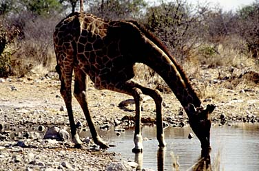 Etosha National Park, Namibia, Jacek Piwowarczyk, 1994