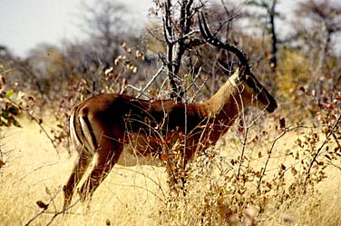 Etosha National Park, Namibia, Jacek Piwowarczyk, 1994