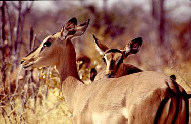 Etosha National Park, Namibia, Jacek Piwowarczyk, 1994