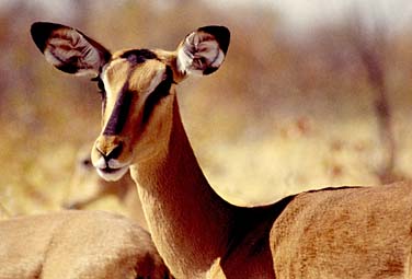 Etosha National Park, Namibia, Jacek Piwowarczyk, 1994