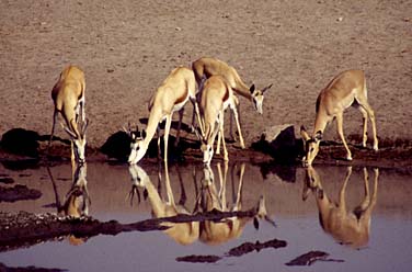 Etosha National Park, Namibia, Jacek Piwowarczyk, 1994