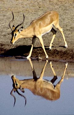 Etosha National Park, Namibia, Jacek Piwowarczyk, 1994