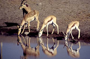 Etosha National Park, Namibia, Jacek Piwowarczyk, 1994