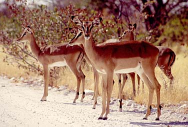 Etosha National Park, Namibia, Jacek Piwowarczyk, 1994