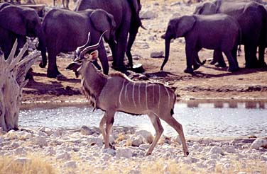 Etosha National Park, Namibia, Jacek Piwowarczyk, 1994