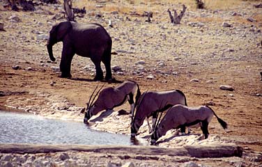 Etosha National Park, Namibia, Jacek Piwowarczyk, 1994