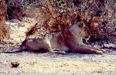 Etosha National Park, Namibia, Jacek Piwowarczyk, 1994