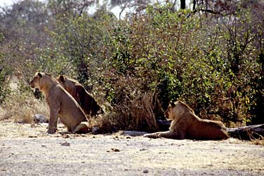 Etosha National Park, Namibia, Jacek Piwowarczyk, 1994