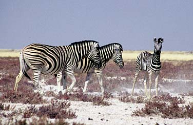 Cape Cross, Namibia, Jacek Piwowarczyk, 1994