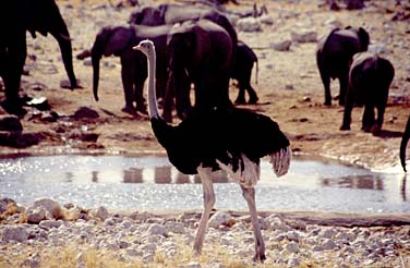 Etosha National Park, Namibia, Jacek Piwowarczyk, 1994