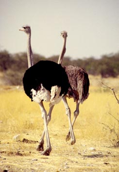 Etosha National Park, Namibia, Jacek Piwowarczyk, 1994