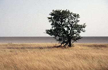 Etosha National Park, Namibia, Jacek Piwowarczyk, 1994