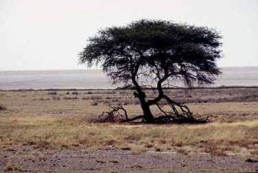 Etosha National Park, Namibia, Jacek Piwowarczyk, 1994