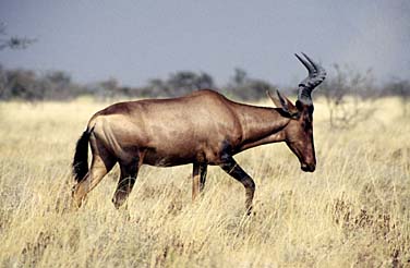 Etosha National Park, Namibia, Jacek Piwowarczyk, 1994