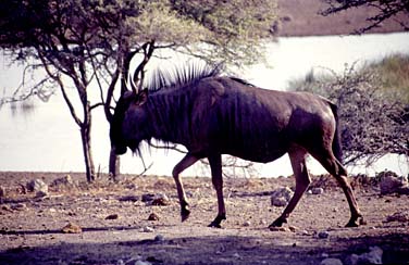 Etosha National Park, Namibia, Jacek Piwowarczyk, 1994