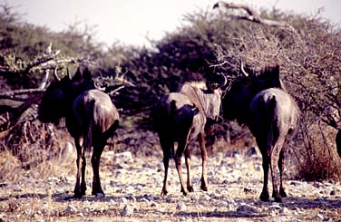 Etosha National Park, Namibia, Jacek Piwowarczyk, 1994