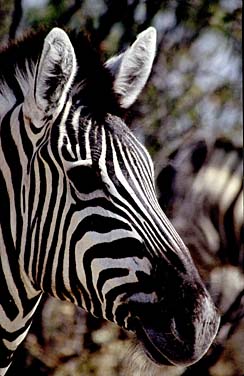 Etosha National Park, Namibia, Jacek Piwowarczyk, 1994
