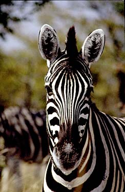 Etosha National Park, Namibia, Jacek Piwowarczyk, 1994