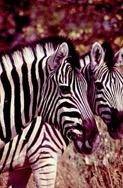 Etosha National Park, Namibia, Jacek Piwowarczyk, 1994