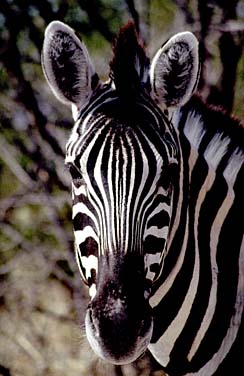 Etosha National Park, Namibia, Jacek Piwowarczyk, 1994