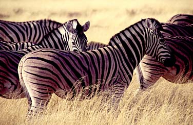 Etosha National Park, Namibia, Jacek Piwowarczyk, 1994