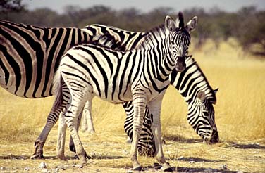 Etosha National Park, Namibia, Jacek Piwowarczyk, 1994