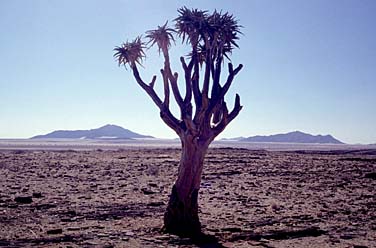 Namib Desert, Namibia, Jacek Piwowarczyk, 1994