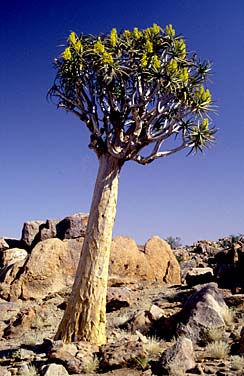 Southrrn Namibia, Jacek Piwowarczyk, 1994