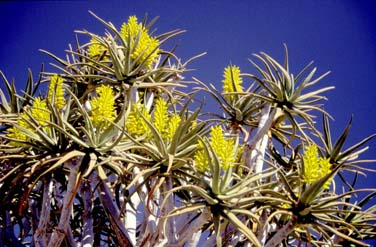 Southrrn Namibia, Jacek Piwowarczyk, 1994