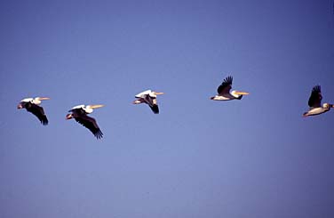 Walvis Bay, Namibia, Jacek Piwowarczyk, 1994