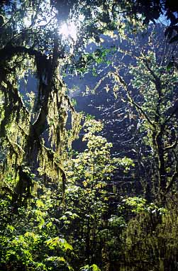 Langta g Valley, Nepal, Jacek Piwowarczyk, 2001