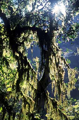 Langta g Valley, Nepal, Jacek Piwowarczyk, 2001