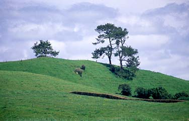 New Zealand, Jacek Piwowarczyk, 2002