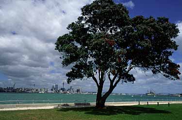 Auckland, New Zealand, Jacek Piwowarczyk, 2002