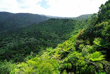 Waitakere Ranges, New Zealand, Jacek Piwowarczyk, 2002