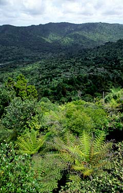 Waitakere Ranges, New Zealand, Jacek Piwowarczyk, 2002