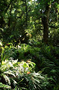 Fiordland, New Zealand, Jacek Piwowarczyk, 2002