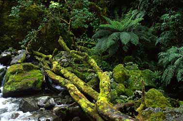 Fiordland, New Zealand, Jacek Piwowarczyk, 2002